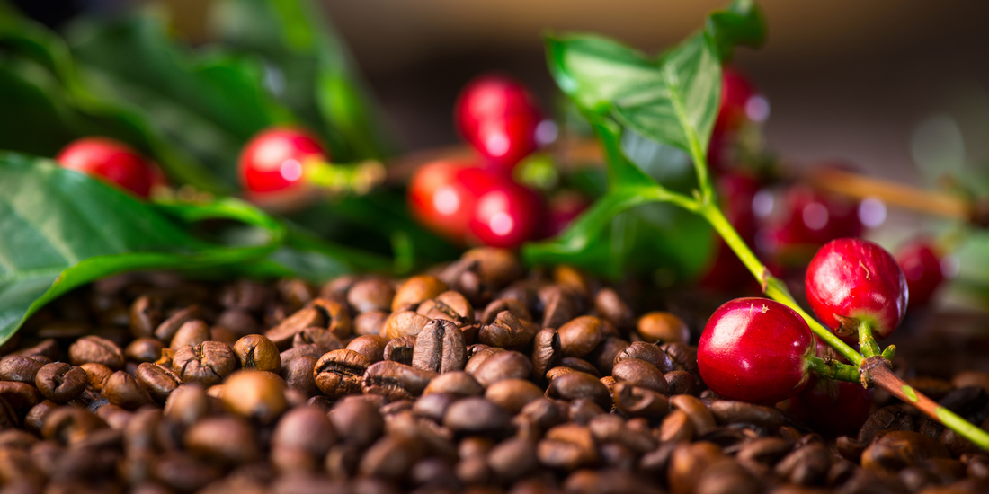 Why Vietnam is a Coffee Powerhouse—and How to Get the Best of It in Your Cup